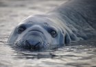 Neil the Seal Is a Viral Elephant Seal Wreaking Havoc in Tasmania