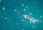 WATCH: Hilarious Viral Video Shows Whale Watch Gone Wrong