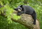 Black Bear Attempts Ziplining in Connecticut Backyard (Video)