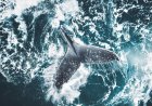 ‘Bizarre Situation’: Whale Sinks Fire Crew’s Rescue Boat