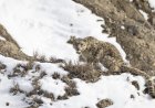 Woman Shocked to See Rare Snow Leopard Cross Road (Video)