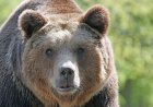 ‘Big-Headed’ Grizzly Bear Makes Appearance on Trail Cam (Video)