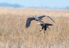 Bald Eagle vs. Great Blue Heron: A Marina Showdown