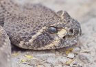 WATCH: Man Gives Rattlesnake a Drink From His Water Bottle