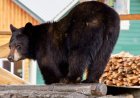 Bear Breaks Into Hotel in Juneau, Alaska (Video)