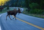 ‘Only in Alaska’: Bull Moose Passes Motorcycle on Highway