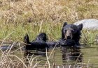 Black Bear Family Takes a Summer Dip in a Tiny Pond (Video)