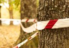 Human Remains Scavenged by Bear on Grand Mesa in Colorado