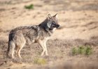 Backpack-Stealing Wolf Prompts Closures at This National Park