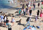 WATCH: Sea Lions Chase Beach Goers in San Diego