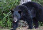 Viral Video: Bear Steals Watermelon From Parked Car