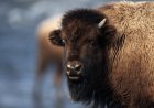 Man Behind Viral Footage of Bison Attack Defends Victim