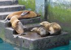 WATCH: Sea Lions Slide Down Stairs at Abandoned Lighthouse