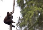 Alaska Bear Cubs Climb Precariously High in ‘Nanny Tree’