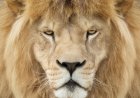 Viral White Lion with a Mullet, Hang Hang, Dies in Chinese Zoo