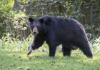 Large Bear and Family Dog Hang Out in Colorado Backyard
