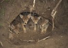 Coyote Family Denning Beneath Couple’s Mobile Home