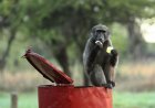 Baboon Steals Fruit From Doom-Scrolling Safari Guests (Video)
