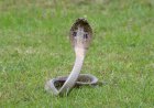 WATCH: Bizarre Fight Between a House Cat and a Cobra in China