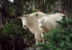 Mountain Goat vs. Hikers at North Cascades National Park (Video)
