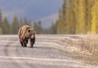 WATCH: Hikers’ Close Encounter With Grizzly Bear on Alaska Trail