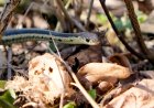 ‘Bro, There’s a Snake in the Beer’: Snake Hides in Coors Light Six Pack