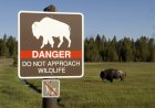 Yellowstone Bison Attack Victim Shares His Side of the Story