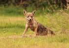 Hilarious Coyote ‘Butt Scoot’ Caught on Trail Cam (Video)