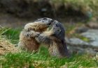 WATCH: Marmot Wrestling Match in Mt. Rainier National Park