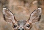 Caught on Trail Cam: Adorable Mule Deer Doe and Her Fawns
