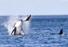 Epic Whale-Watch Footage Shows Orcas Leaping and Hunting