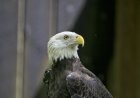 Famous Bald Eagle, Jackie, Injured and in ‘Critical’ Condition