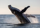 ‘Humpback Whale Almost Landed on Top of Us’: See Massive Breach