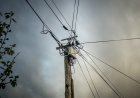 Bear Stuck on New Mexico Power Pole Dies by Electrocution