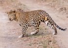 WATCH: Leopard Randomly Attacks Liquor Store Worker in India