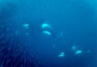 Footage Shows Orcas ‘Pulverizing’ a Sunfish by Ramming Into It
