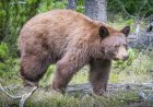 WATCH: Bear Caught Scratching Booty Against Tree in Colorado