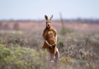 ‘Aussie Neighborhood Watch’: Kangaroos Block Sidewalk