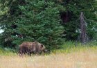 Terrifying Encounter With Bear on Banff Hiking Trail (Viral Video)