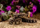 Security Cam Captures Rattlesnake Biting Woman in Her Garden
