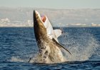 WATCH: Great White Shark Leaps Into Air Near Body Boarder