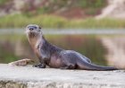 WATCH: Rare Video of Otters in Arizona’s Salt River