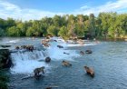 Alaska Brown Bear Kills a Young Cub on Livestream in Katmai