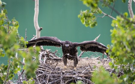 Famous Bald Eaglets Fledge and ‘Fludge’: See Latest Updates