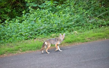 Caught on Security Cam: Coyote Plays Soccer in Backyard