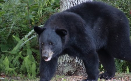 Colorado Man Finds Bear Eating His Lunch in His Truck (Video)
