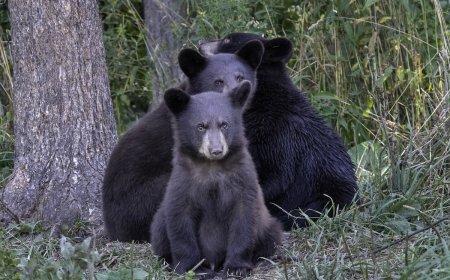 WATCH: Bear Cubs Fight as Mom Looks on in British Columbia