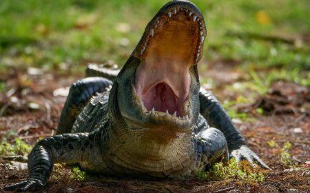 Woman Dies in Horrific Alligator Attack in Florida
