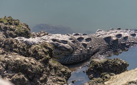 Couple That Tried to Save Man From Crocodile Attack Speaks Out