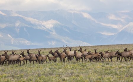 ‘Average Drive in Evergreen’: Elk Play on Colorado Soccer Field
